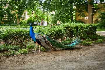 beautiful animals © Thomas