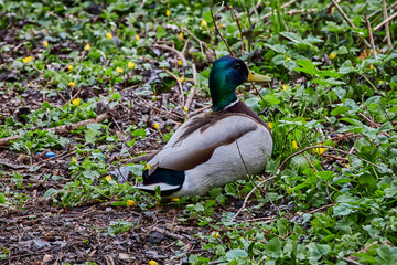 beautiful animals © Thomas