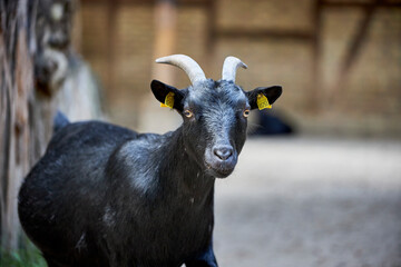 beautiful animals © Thomas