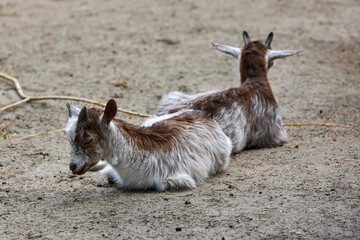 beautiful animals © Thomas