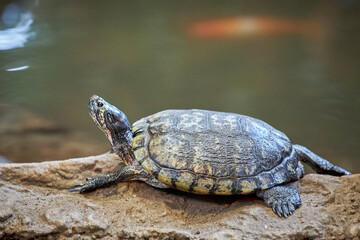 Animals  © Thomas