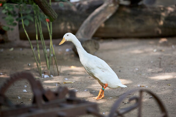 Animals  © Thomas