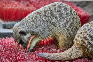 Animals  © Thomas