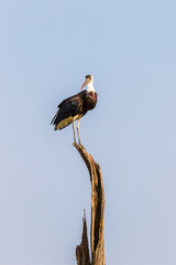 White necked stork sitting on a treetop
