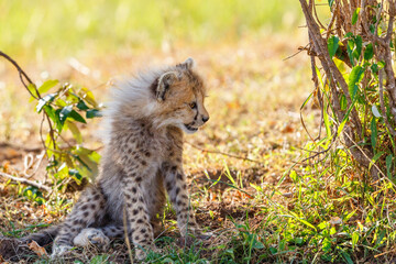 Naklejka na ściany i meble Young Cheetah sits in the shade under a bush