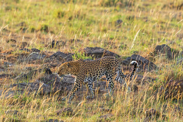 Leopard on the African savannah