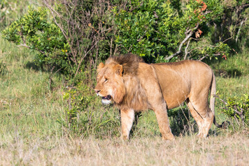 Walking male Lion on the savanna