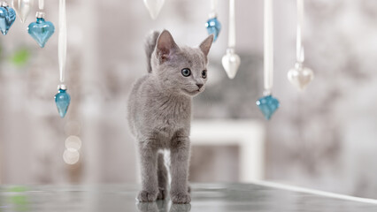 graue Katze, Russisch Blau,  spielt mit weihnachtlicher Dekoration in der Wohnung