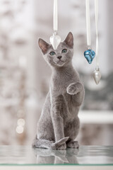 graue Katze, Russisch Blau,  spielt mit weihnachtlicher Dekoration in der Wohnung