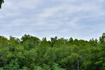 Nature Conservation Center and Mangrove Conservation Center the longest in Thailand at Samet district, Chonburi Province.