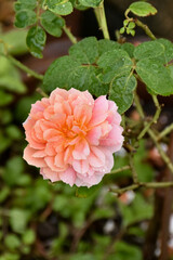 Pink roses in the garden of pink roses. Blooming Roses on the Bush. Growing roses in the garden.