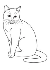 cat coloring