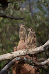 A marmot observes the surroundings and guards the family in the swiss zoo