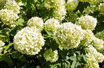 Bush of blooming white Hydrangea or Hortensia flowers (Hydrangea macrophylla) and green leaves under the sunlight in summer city park. Natural background, selective focus