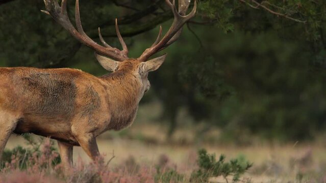 Red deer stag with huge antlers bellows on forest edge, Hoge Veluwe, the rut