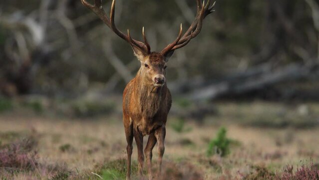 Frontal view of majestic red deer stag with impressive set of antlers, slomo