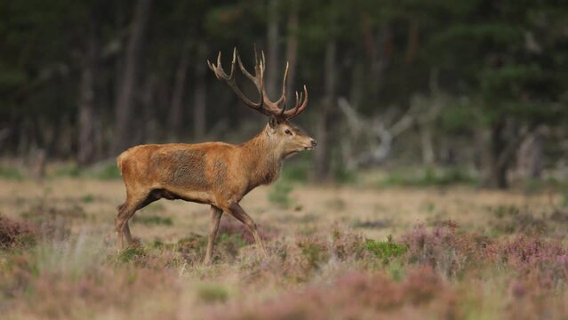 Red deer stag walking in glade with muddy coat. Shallow depth slomo cine shot