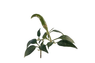 plant isolated on white background