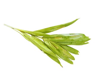 white background leaves