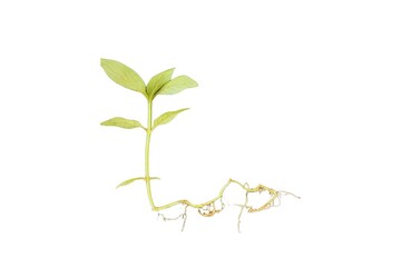 plant growing from soil