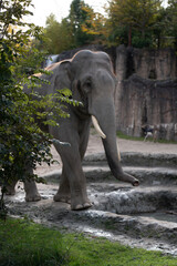 beuatiful elephant walking in the nature with other wild animals in the Swiss Zoo
