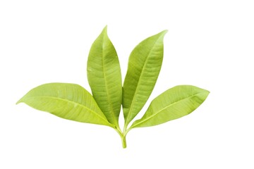 green leaf isolated on white background