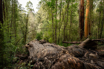 Step into the lush embrace of the Australian rainforest, where vibrant green vegetation flourishes, creating a serene and verdant paradise for nature lovers and explorers.