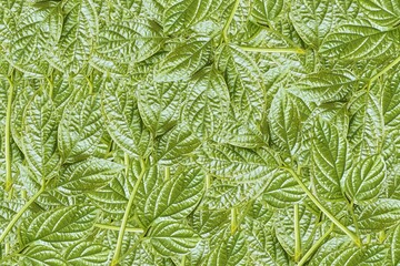 background of leaves