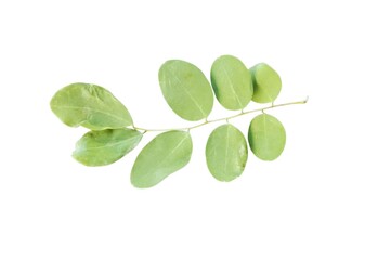 leaves on a white background