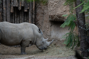 beuatiful rhino walking in the nature with other wild animals in the Swiss Zoo