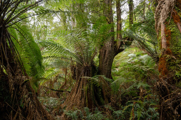 Naklejka premium Step into the lush embrace of the Australian rainforest, where vibrant green vegetation flourishes, creating a serene and verdant paradise for nature lovers and explorers.