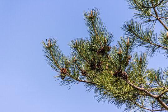 Green branch of fir or spruce with a pine cone close-up. Evergreen Pinus. Wild tree in nature outdoors. View against the background of a blue cloudless sky.