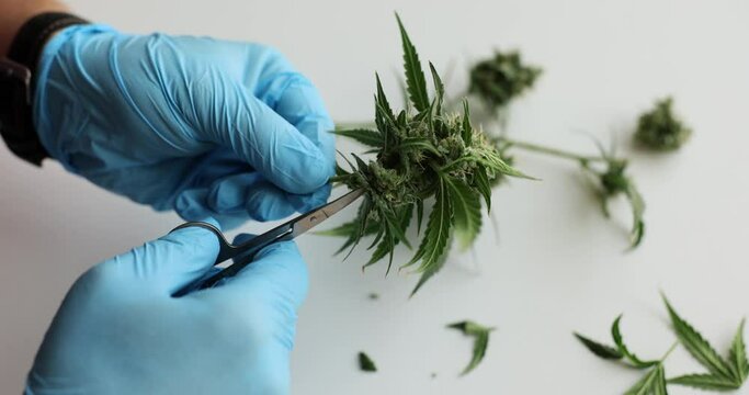 Trimming marijuana buds with scissors wearing blue gloves. Medical cannabis