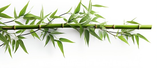 Isolated bamboo branches on white background for design purposes - obrazy, fototapety, plakaty