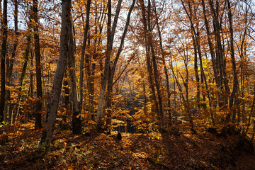 Autumn beech forest. Golden bright mystical mysterious landscape with fabulous trees. A journey through the forest. The concept of the beauty of nature, careful attitude. Natural background for design