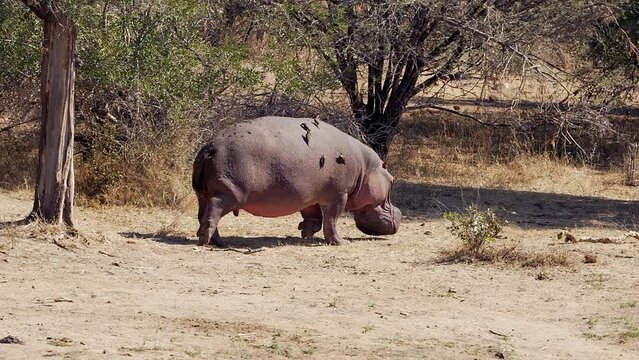 A hippo with ox-pecker birds perched on its back walks through the African bush.