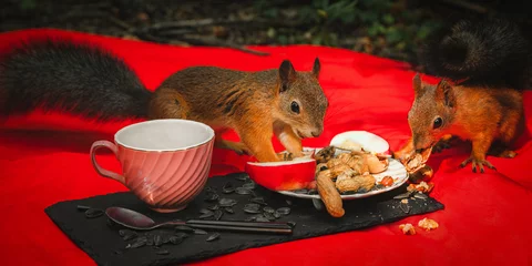 Foto op Canvas Squirrels eating © Azovsky