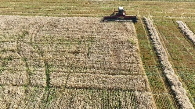 A swather starting a new swath after turning at the end of the field