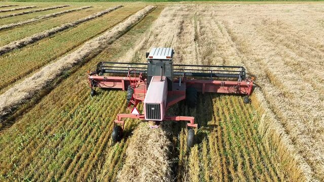 Following a swather down the field as it cuts wheat