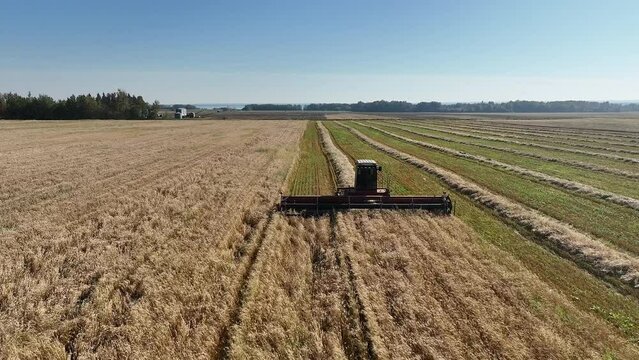 Flying towards a swather as it cuts a swath of wheat