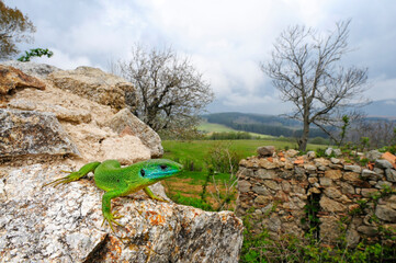 Westliche Smaragdeidechse // Western Green Lizard (Lacerta bilineata chloronota) - Kalabrien, Italien