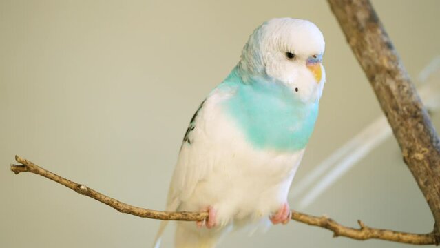 Closeup Of Budgerigar (Melopsittacus undulatus) - Common Parakeet Perched On The Twig.
