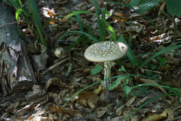 fly agaric in a leaf, mushroom, beautiful mushroom in the forest, poison, dangerous mushroom