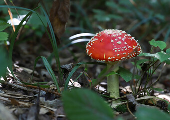fly agaric in a leaf, mushroom, beautiful mushroom in the forest, poison