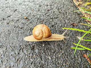 Common garden snail