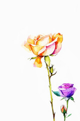 Two roses in pink orange and purple on a white background. Roses are made of simple polygons connected to each other. White background. Decoration or design element.