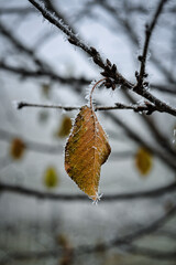 Frostiges Blatt