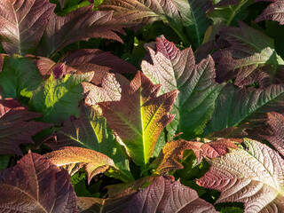 Rodgersia podophylla 'Rotlaub' with attractive large serrated oval palmate leaves that emerge...