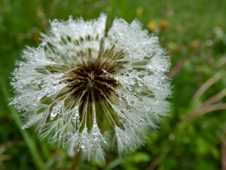 Macro shot of water droplets in wet seeded dandelion plant head composed of wet, white pappus...