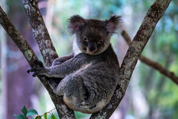 Discover the extraordinary diversity of Australian wildlife, from kangaroos to koalas, in their natural habitats, offering captivating encounters for nature enthusiasts and wildlife photographers.